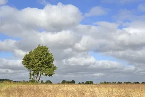 German Farmland Scene Drucke: Deciduous tree, maple (Acer) by a grain field