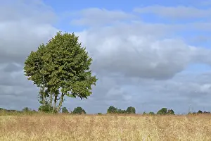 Agricultural Crop Europe Drucke: Deciduous tree, maple (Acer) by a grain field
