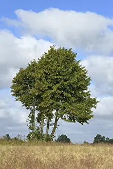 North Rhine Westphalia Scenery Drucke: Deciduous tree, maple (Acer) by a grain field