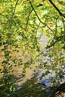Southern Germany Nature Drucke: Deciduous tree above the Oos river