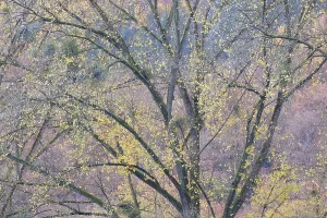 Moselle River Germany Drucke: Deciduous tree, poplar (Populus)