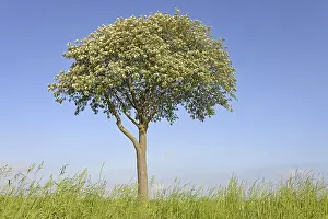 Rowan Tree Drucke: Deciduous tree, rowan (Sorbus aria)