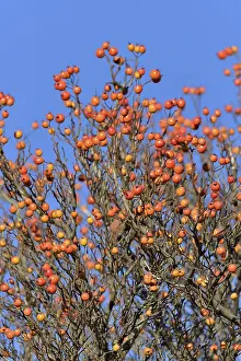Blue Sky Deserted Landscape Drucke: Deciduous tree (Sorbus), hackberry