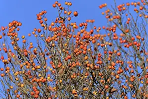 Red Fruits Germany Drucke: Deciduous tree (Sorbus), hackberry