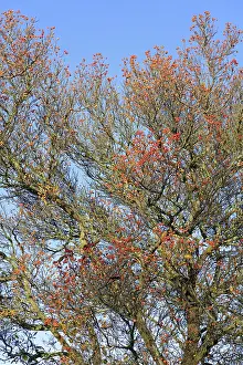 Central European Trees Drucke: Deciduous tree (Sorbus), hackberry