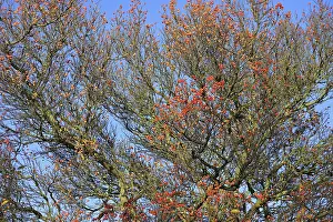 Deciduous Tree Germany Drucke: Deciduous tree (Sorbus), hackberry