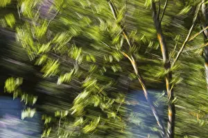 Severe Weather In Germany Drucke: Deciduous tree during storm, intended camera movement