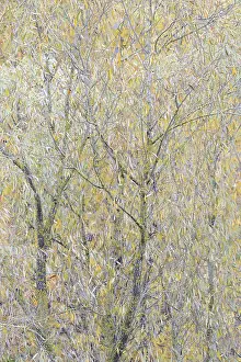 Central European Landscape Drucke: Deciduous tree, willow (Salix)