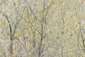 Autumn Leaves Germany Drucke: Deciduous tree, willow (Salix)