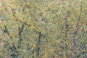 Willow Tree Drucke: Deciduous tree, willow (Salix)