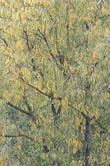 Moselle River Germany Drucke: Deciduous tree, willow (Salix)