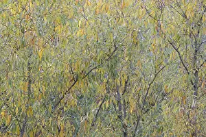 Autumn Leaf Colors Drucke: Deciduous tree, willow (Salix)