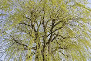 Bilder Datiert 19. März 2024: Laubbaum, Weide (Salix)