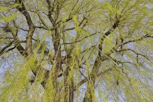 Bilder Datiert 19. März 2024: Laubbaum, Weide (Salix)