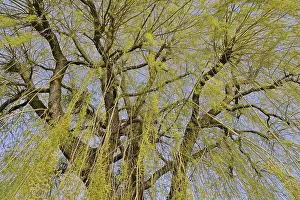 Bilder Datiert 19. März 2024: Laubbaum, Weide (Salix)