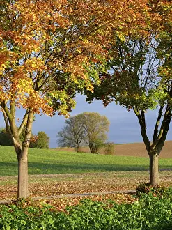 Central Europe Fall Season Drucke: Deciduous trees in autumn, maple trees in autumn