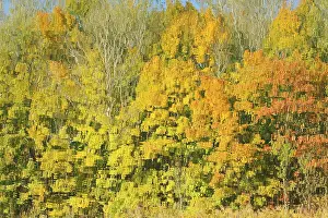 European Lake Views Drucke: Deciduous trees in autumn are reflected in a lake