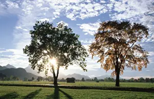 Deciduous Tree Photography Drucke: Deciduous trees in backlight, Bavaria, Germany