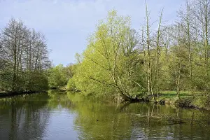 Central Europe Landscape Shots Drucke: Deciduous trees on the banks of the river Lippe in spring