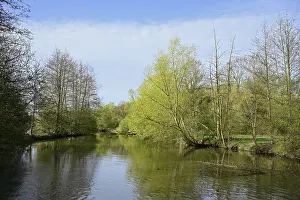 Uninhabited Waterfront Germany Drucke: Deciduous trees on the banks of the river Lippe in spring