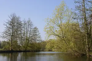 No People Waterfront Shots Drucke: Deciduous trees on the banks of the river Lippe in spring