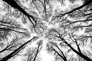 Black And White Tree Photos Drucke: Deciduous trees in black and white