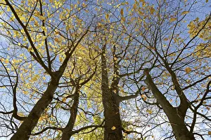 Autumn Leaves Germany Drucke: Deciduous trees, copper beech (Fagus sylvatica)