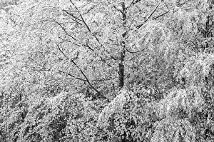 Snow Covered Deciduous Trees Drucke: Deciduous trees covered with snow