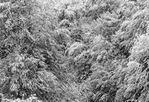 Oberosterreich Deserted Landscape Drucke: Deciduous trees covered with snow