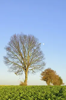 Autumn Atmosphere In Germany Drucke: Deciduous trees on a field path in autumn