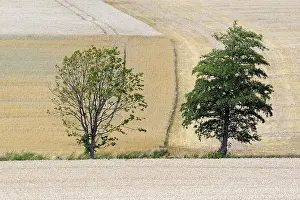 Agricultural Land Use Germany Drucke: Deciduous trees in grain fields ready for harvest