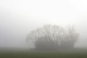 German Federal State Scenery Drucke: Deciduous trees, group of trees in dense fog