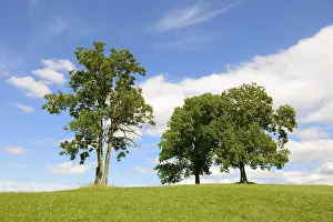 European Deciduous Tree Drucke: Deciduous trees on a hill against a cloudy sky