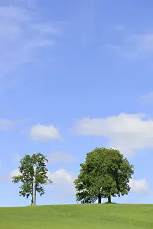 European Deciduous Forests Drucke: Deciduous trees on a hill against a cloudy sky