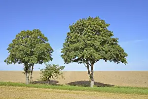 Country Lane Photography Drucke: Deciduous trees, maple (Acer) and an apple tree (Malus) on a field path