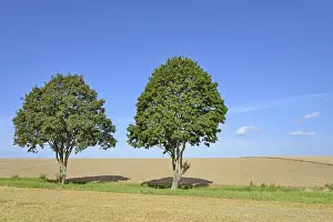Country Lane Drucke: Deciduous trees, maple (Acer) on a field path