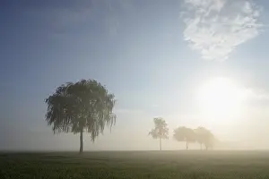 Foggy Atmosphere Drucke: Deciduous trees in the mist in sunshine