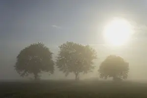 Empty European Landscapes Drucke: Deciduous trees in the mist in sunshine