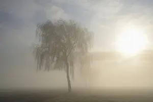 Central Europe Forest Scene Drucke: Deciduous trees in the mist in sunshine