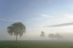 Central European Scenery Drucke: Deciduous trees in the mist in sunshine