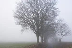 Laubholz, Eichen (Quercus) am Wegesrand.