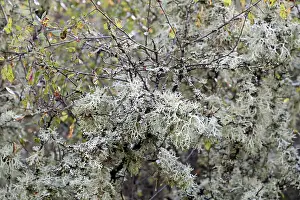 Waterfront In Europe Drucke: Deciduous trees overgrown with lichens