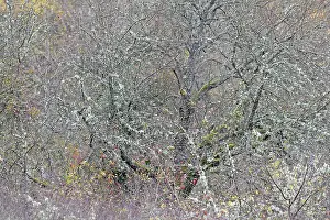 Waterfront Vegetation Drucke: Deciduous trees overgrown with lichens