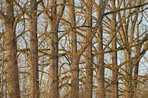 Poplar Tree Drucke: Deciduous trees, poplar (Populus)