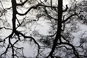 Water Surface Reflections Europe Drucke: Deciduous trees reflected on the water surface