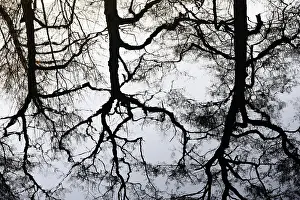 German Waterfront Scenes Drucke: Deciduous trees reflected on the water surface