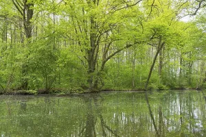 Springtime Forest Landscape Photo Drucke: Deciduous trees with reflections on Lake Muritz