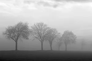 Deserted Deciduous Forest Drucke: Deciduous trees, row of trees in the fog
