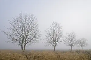 Row Of Trees Germany Drucke: Deciduous trees, row of trees in the fog