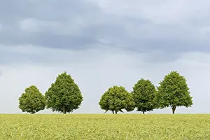 Cornfield Landscape Photography Drucke: Deciduous trees, row of trees in a green cornfield